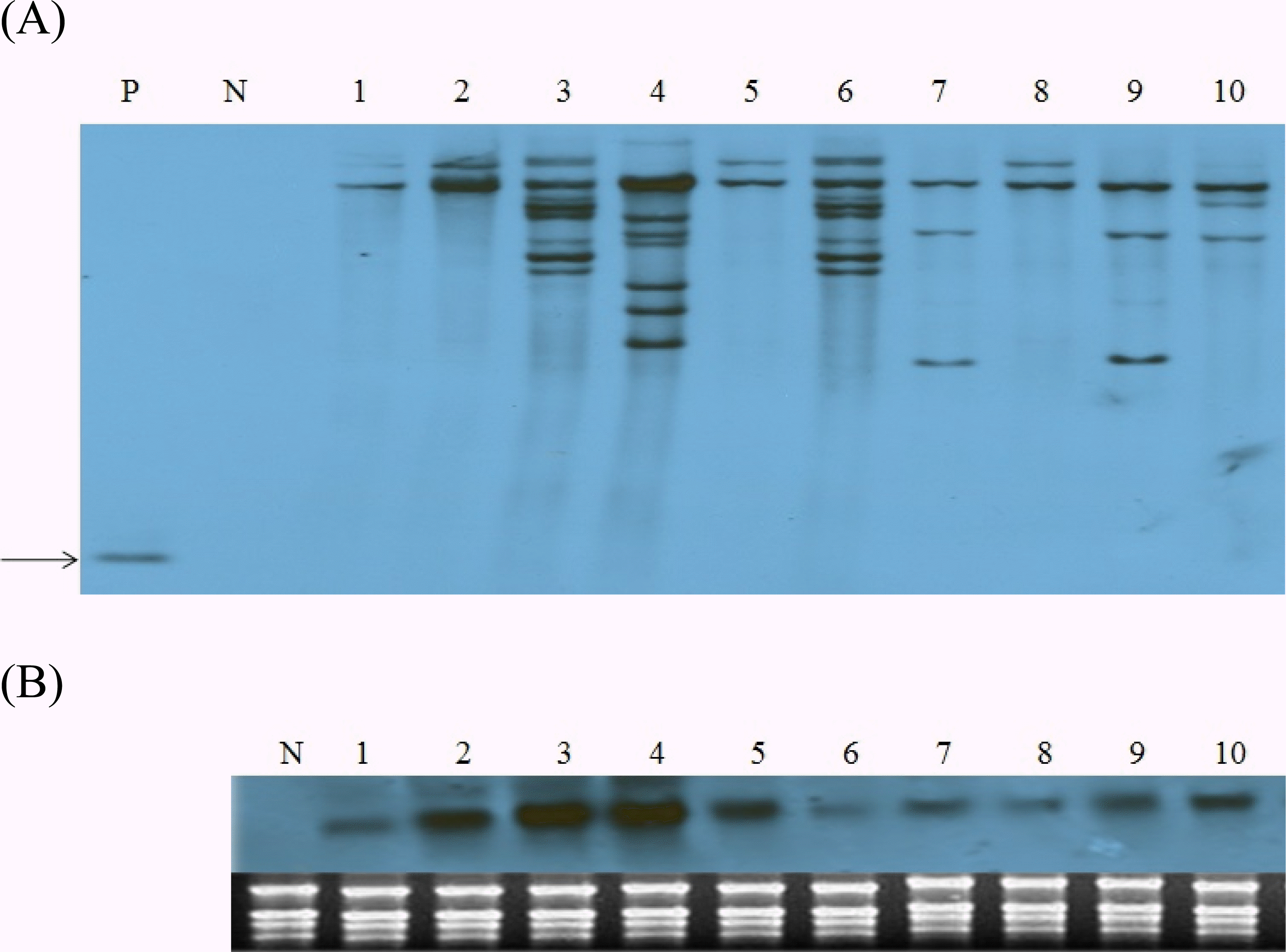 KJBS-46-109_F2.gif