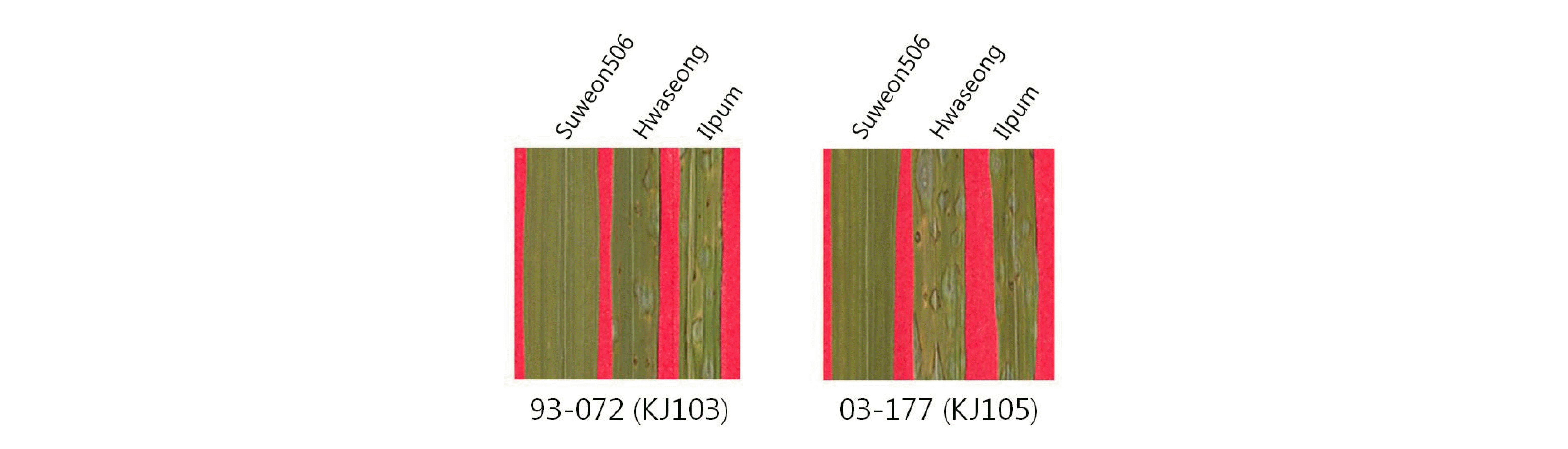 KJBS-46-17_F1.gif