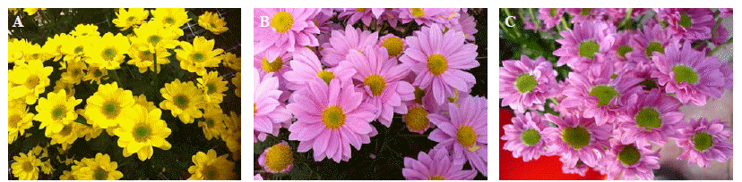 KJBS-46-433_F2.gif