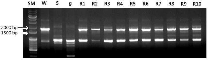 KJBS-47-376_F4.gif