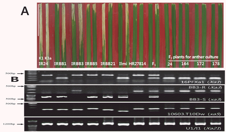 KJBS-48-2-140_F2.gif