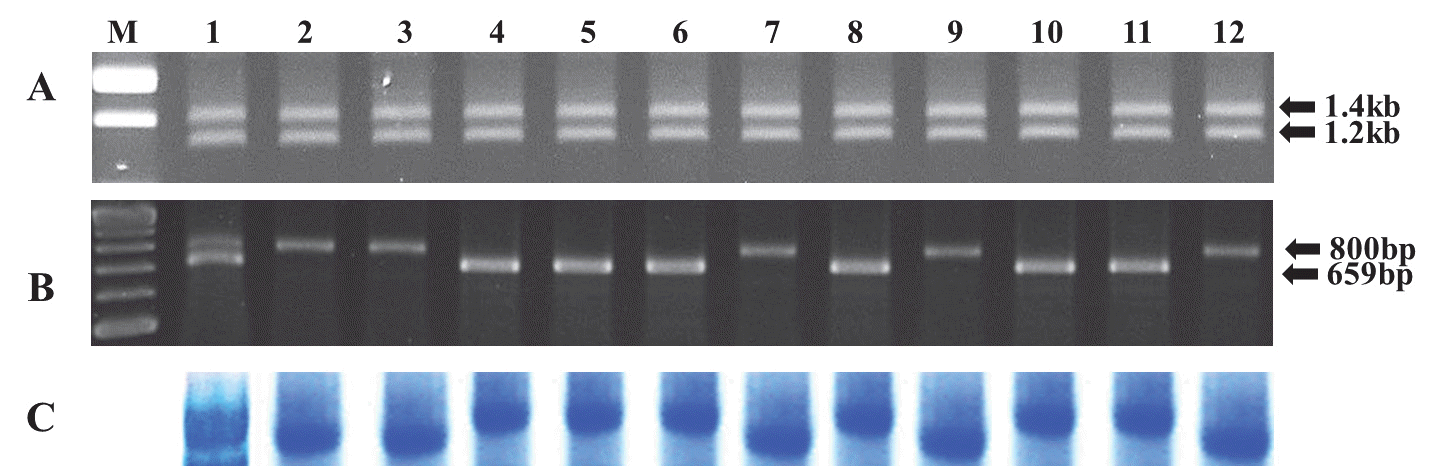 KJBS-48-3-206_F3.gif