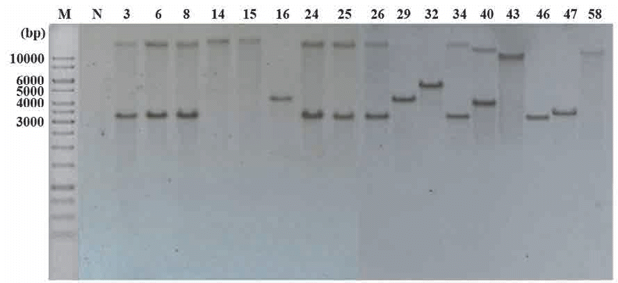 KJBS-49-170_F4.gif