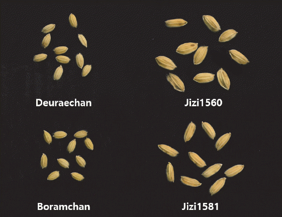 KJBS-49-369_F1.gif