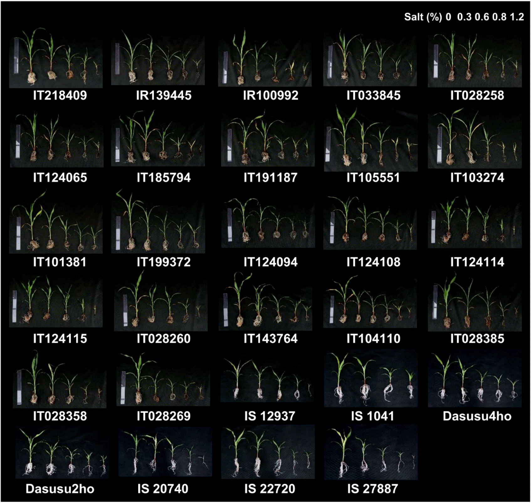 KJBS-52-032-f2.gif