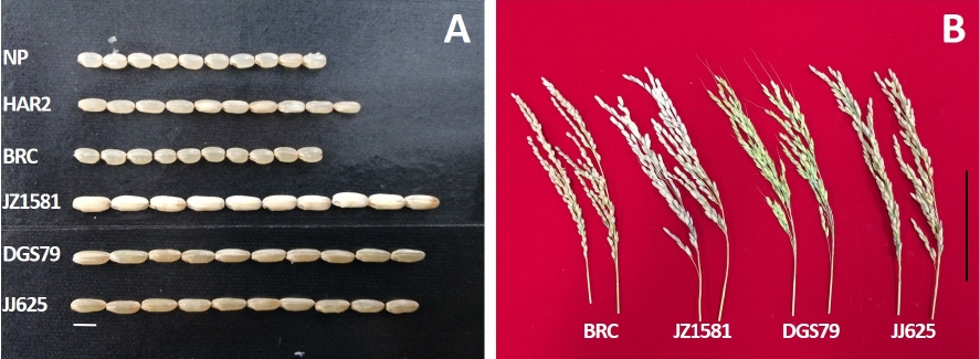 KJBS_50_116_fig_4.jpg