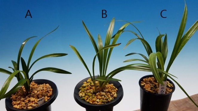 KJBS_50_177_fig_2.jpg