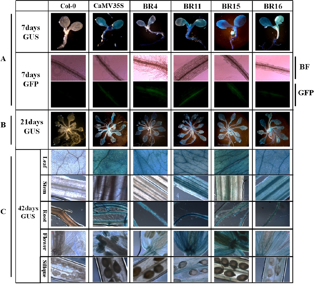 KJBS_50_193_fig_1.jpg