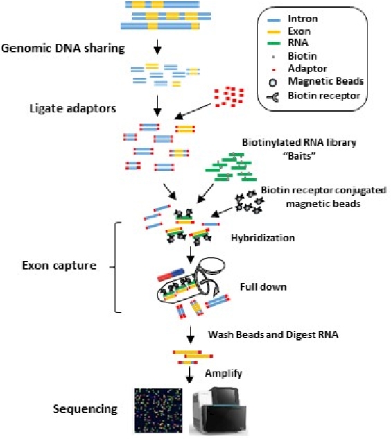 KJBS_50_364_fig_1.jpg