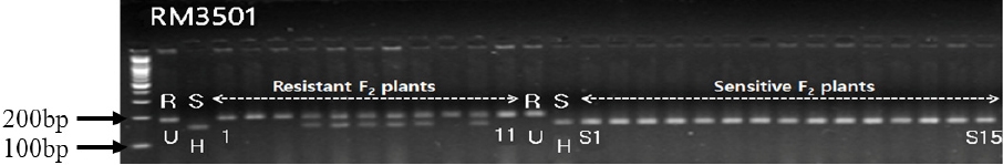 KJBS_50_387_fig_5.jpg
