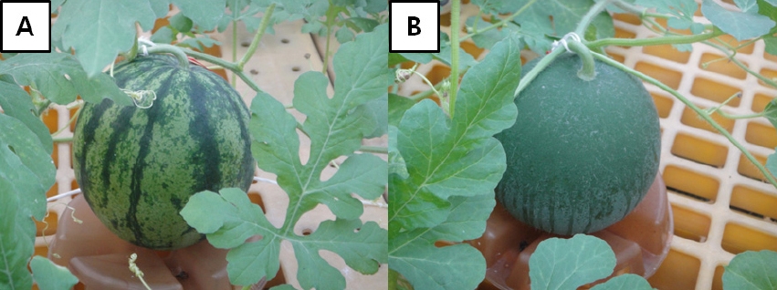 KJBS_50_424_fig_1.jpg