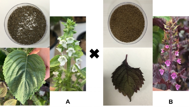 KJBS_51_184_fig_1.jpg