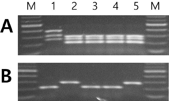 KJBS_51_222_fig_4.jpg