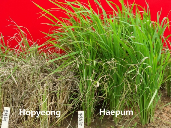 KJBS_51_222_fig_6.jpg