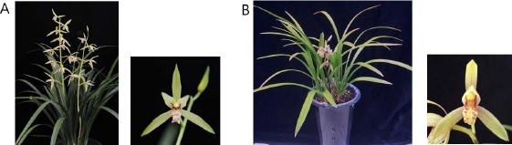 KJBS_51_258_fig_2.jpg