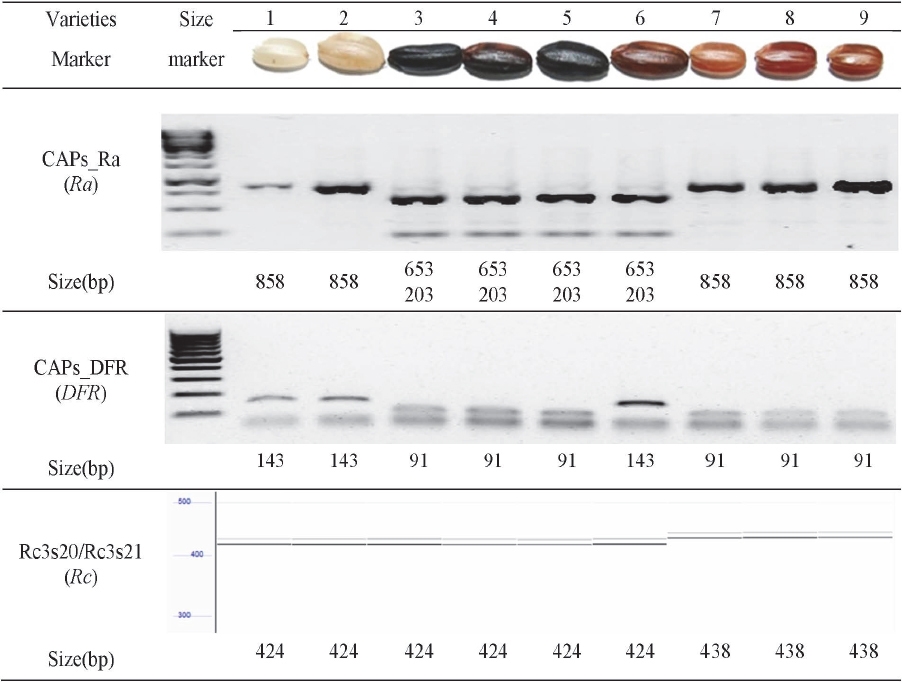 KJBS_51_91_fig_4.jpg