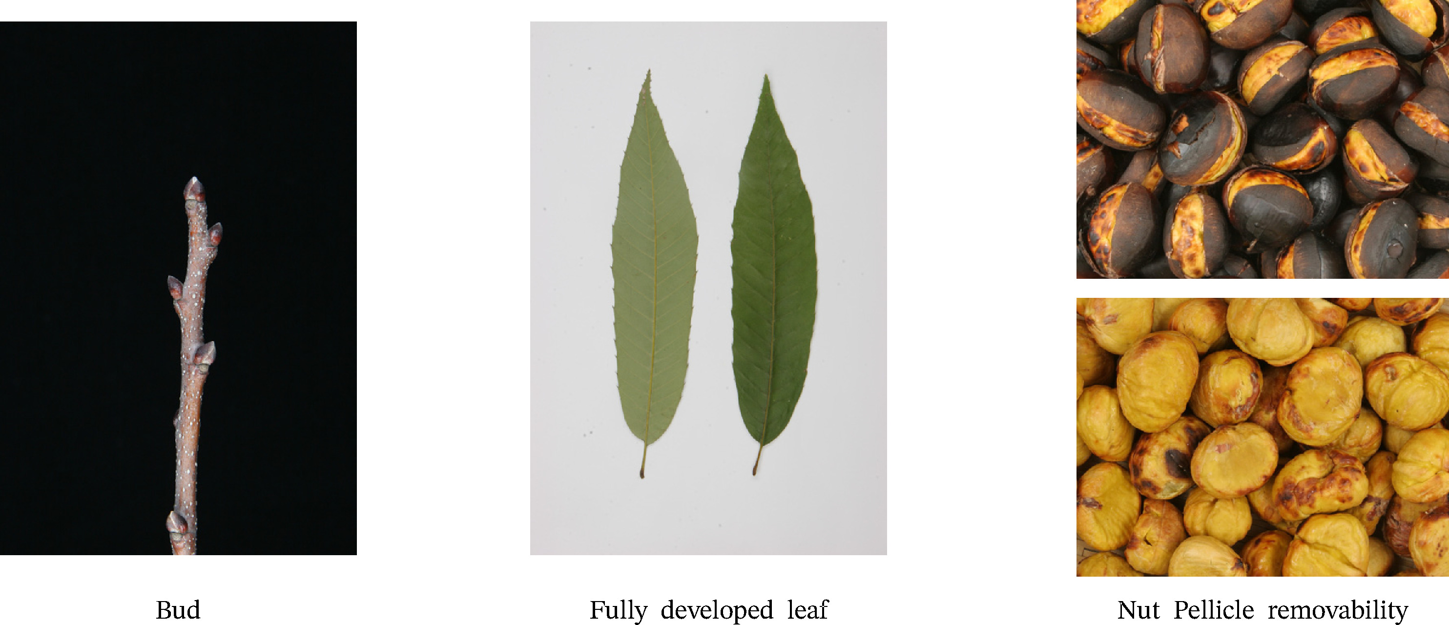 kjbs-57-2-199-f2.jpg