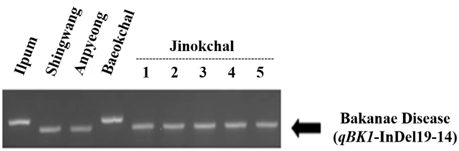 kjbs-57-3-271-f3.jpg